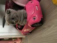 Scottish fold yavru kedimiz