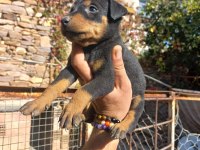 A kalite king doberman yavrular