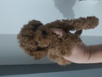2.5 aylik erkek toy poodle