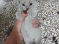 25 günlük british shorthair