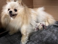 Dişi Pomeranian