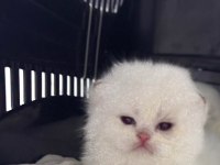 Ns11 dişi yavru british longhair