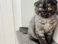 Son Sıfır Kulak Scottish Fold Yeni Yuvasına Hazırdır