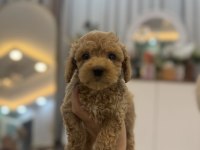 Orjinal maltipoo bebeklerim
