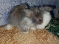 Teddy lop tavşan yavrular mavi göz