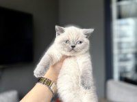 Brıtısh Shorthair Blue Point Yavrularım