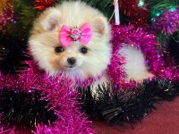 Mini Boy Pomeranian Boo