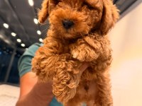 Toy poodle bebeğimiz yeni yuvasını arıyor
