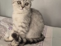 SCOTTISH FOLD TABBY DİŞİ