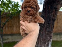 Sağlık Ve Irk Garantili Toy Poodle Yavrularımız