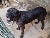 Dişi cane corso