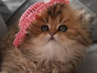 Champion babanın kızı safkan british longhair güzellik