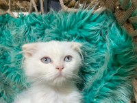 Güzel british shorthair yavrular yeni yuvalarını arıyor