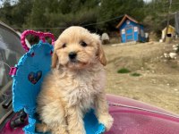 Maltipoo bebeklerim tüy dökmez koku yapmaz
