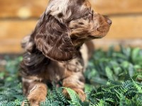 Merle Renk Mini Dachshund (Sosis Köpek) Yavrusu
