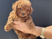 Petmode köpek çiftliğinde ziyarete açık maltipoo