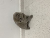 Dişi Scottish Fold Shorthair Lilac