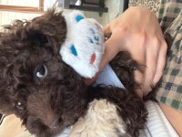 Poodle 5 aylık erkek
