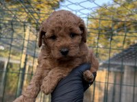 Red Brown Toy Poodle