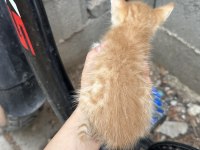 BİR BUÇUK AYLIK KEDİYE ACİL YUVA