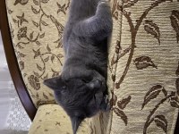 British longhair kedisi