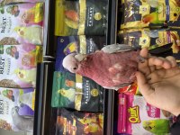 Full evcil çok konuşan gül (gallah) kakadu