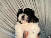 Shih tzu bebekler