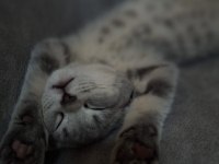 British Shorthair Yavrumuza Yuva Arıyoruz