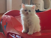 Asil British Longhair Yavrular