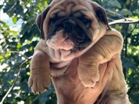 TOMBİŞ BULLDOG ÇOCUKLAR