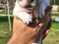 French bulldog yavrularımız