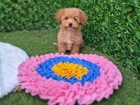 Aşılı Karnelı Maltipoo Yavrularımız