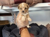 BABYFACE MALTİPOO YAVRULARIMIZ