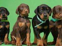 Doberman bebekler kapınıza kadar teslim ediyoruz