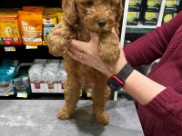Toy poodle yavrumuz 60 günlük