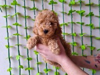 Minipatilertr Farkı İle Red Toy Poodle Bebekler
