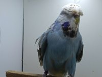 Muhabbet kuşumuz show jumbo