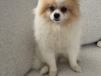 3 Yaşında Dişi Pomeranian
