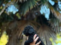 Siyah toy poodle