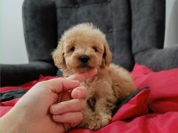 Maltipoo yavrular