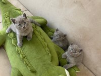 British Shorthair Kediler