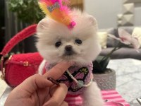 Evinize mutluluk getirecek minicik yavru köpekler