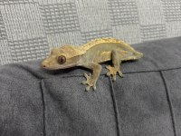 Crested gecko