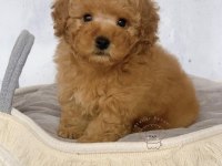 2.5 AYLIK PİYASANIN EN UYGUN KALİTELİ POODLE YAVRULARI