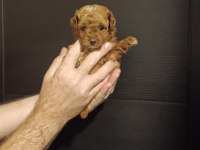 EFSANE YAVRU TOY POODLE