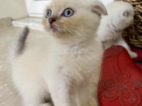Scottish fold lynx point
