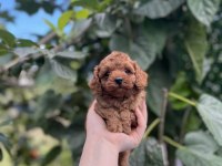 Birbirinden Güzel Toy Poodle Bebekler