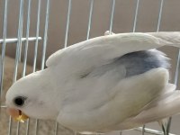 2 aylık yavru sevda papağanı