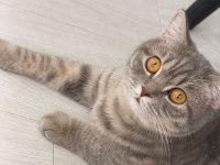 OYUNCU KEDİMİZ YENİ YUVASINI ARIYOR
