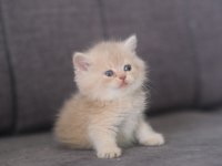 Safkan British Shorthair cy 12 erkek